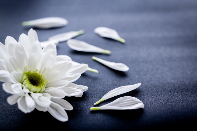 菊の花葬儀屋さんを選ぶタイミング